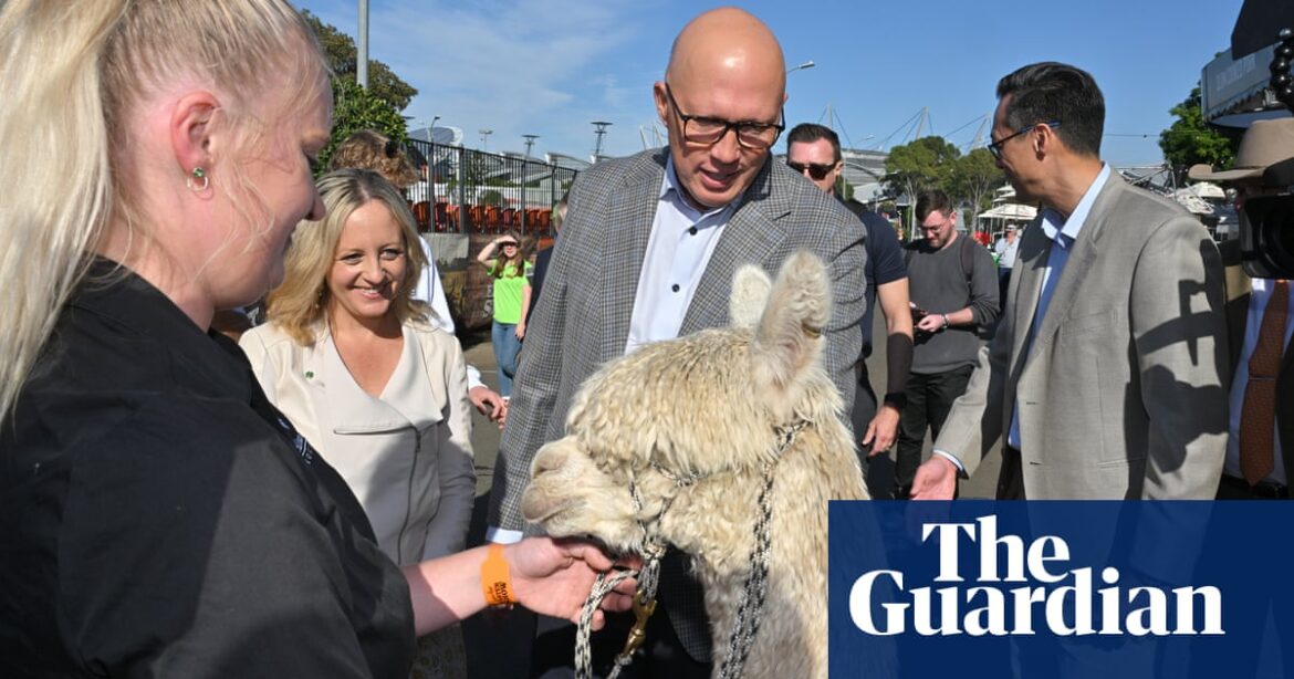 Dutton pledges tax breaks for business startups and meets alpaca who sneezed on King Charles | Australia news
