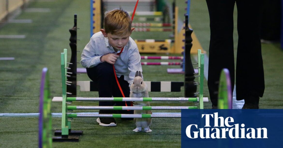 Run, rabbit, run – and then hop! Sydney’s Royal Easter Show welcomes showjumping as you’ve never seen it | Animals